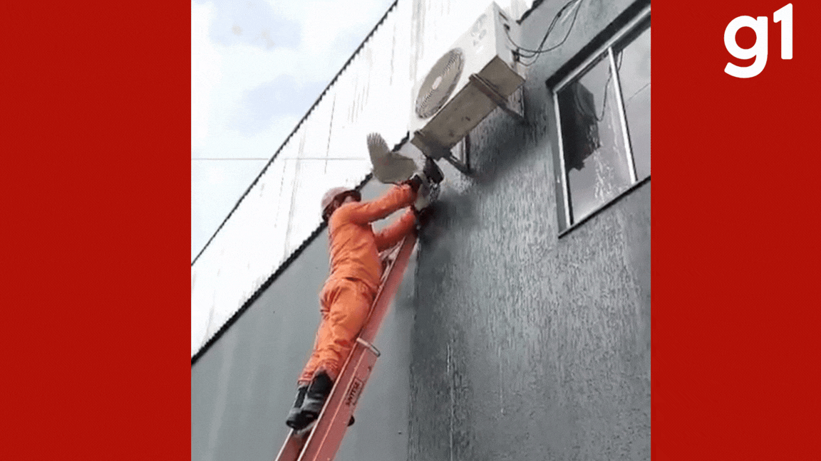 Ave é resgatada após ficar presa em ar condicionado de empresa em MT