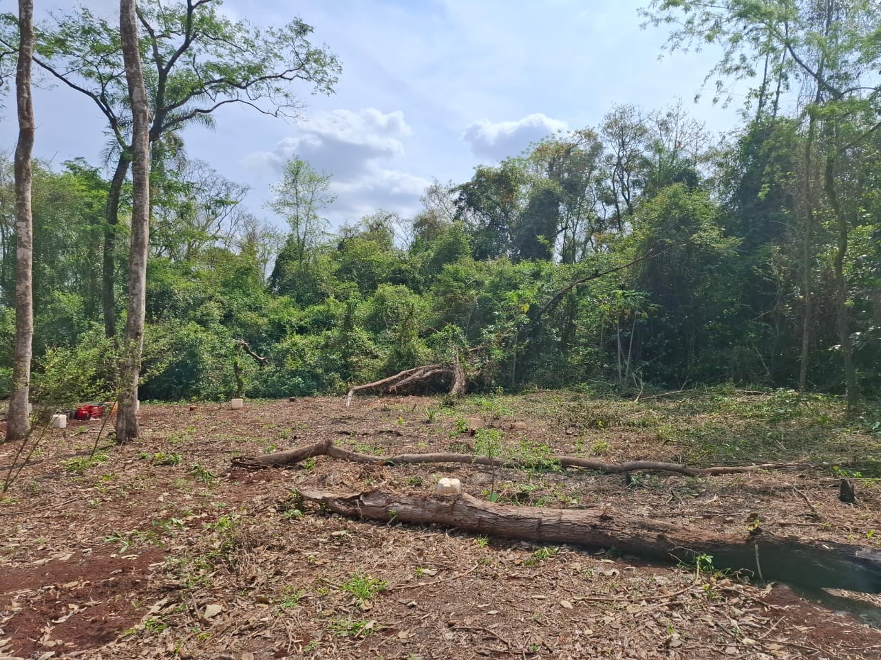 Sitiante é multado e ainda responderá por crime ambiental após desmatar vegetação nativa para formação de pomar