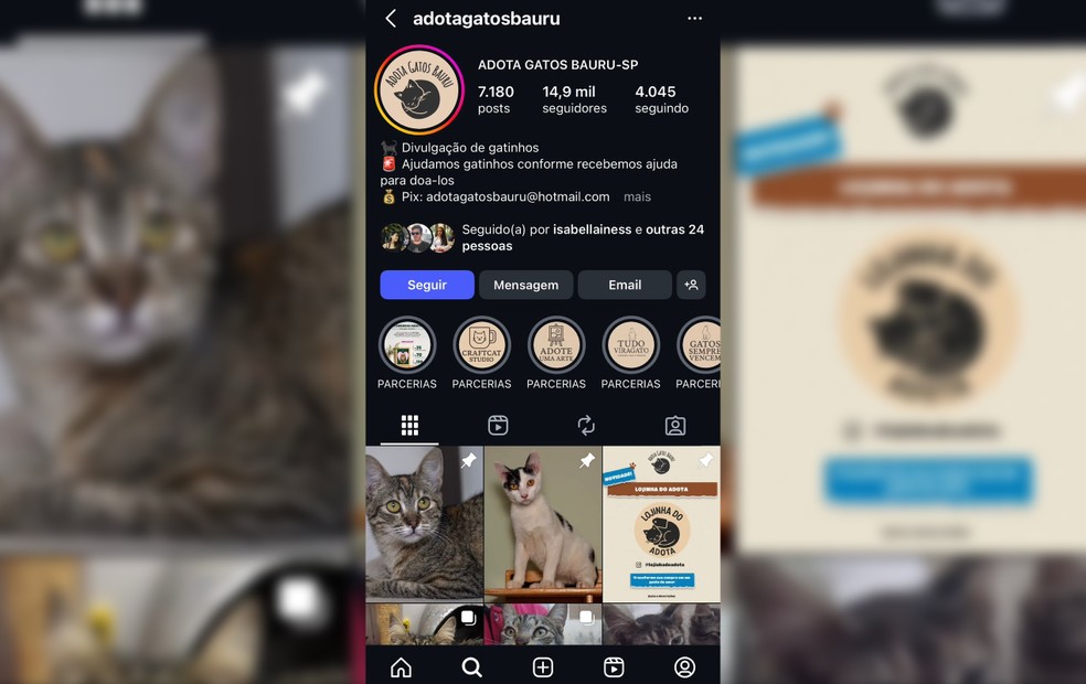 Perfil "Adota Gatos Bauru" no instagram — Foto: Reprodução