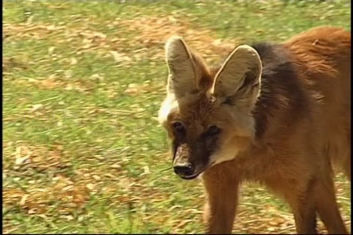 'Cerrado', o bioma rico em biodiversidade que cobre 25% do território brasileiro