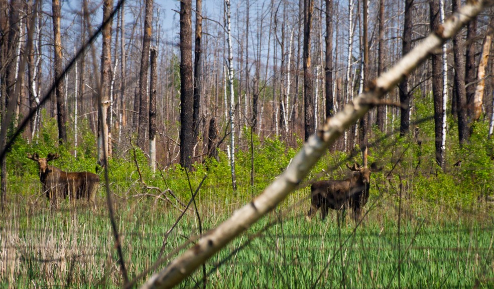 Alces — Foto: Denys Vyshnevskyi/Wikimedia Commons/CC BY 2.0