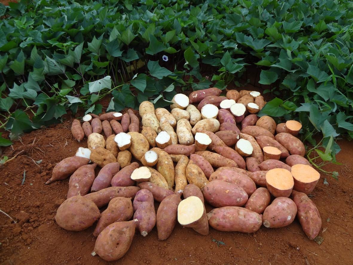 Doce, baroa, inglesa: saiba como preparar os 7 principais tipos de batata cultivados no Paraná