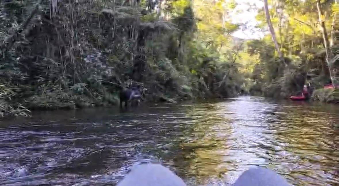 VÍDEO: turista se emociona ao flagrar anta bebendo água em rio de parque estadual no interior de SP 
