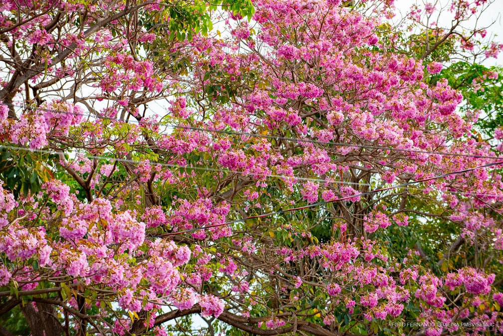 Ipês florescem e cor rosa toma conta das ruas em Boa Vista; FOTOS, Roraima