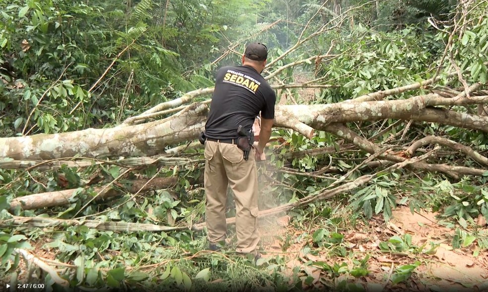 Árvore derrubada no caminho da reserva Rio Preto Jacundá em Rondônia — Foto: Robson Rafael