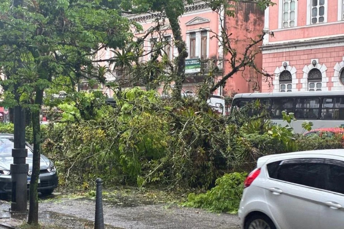Árvore cai e deixa trânsito em meia pista no Centro de Petrópolis