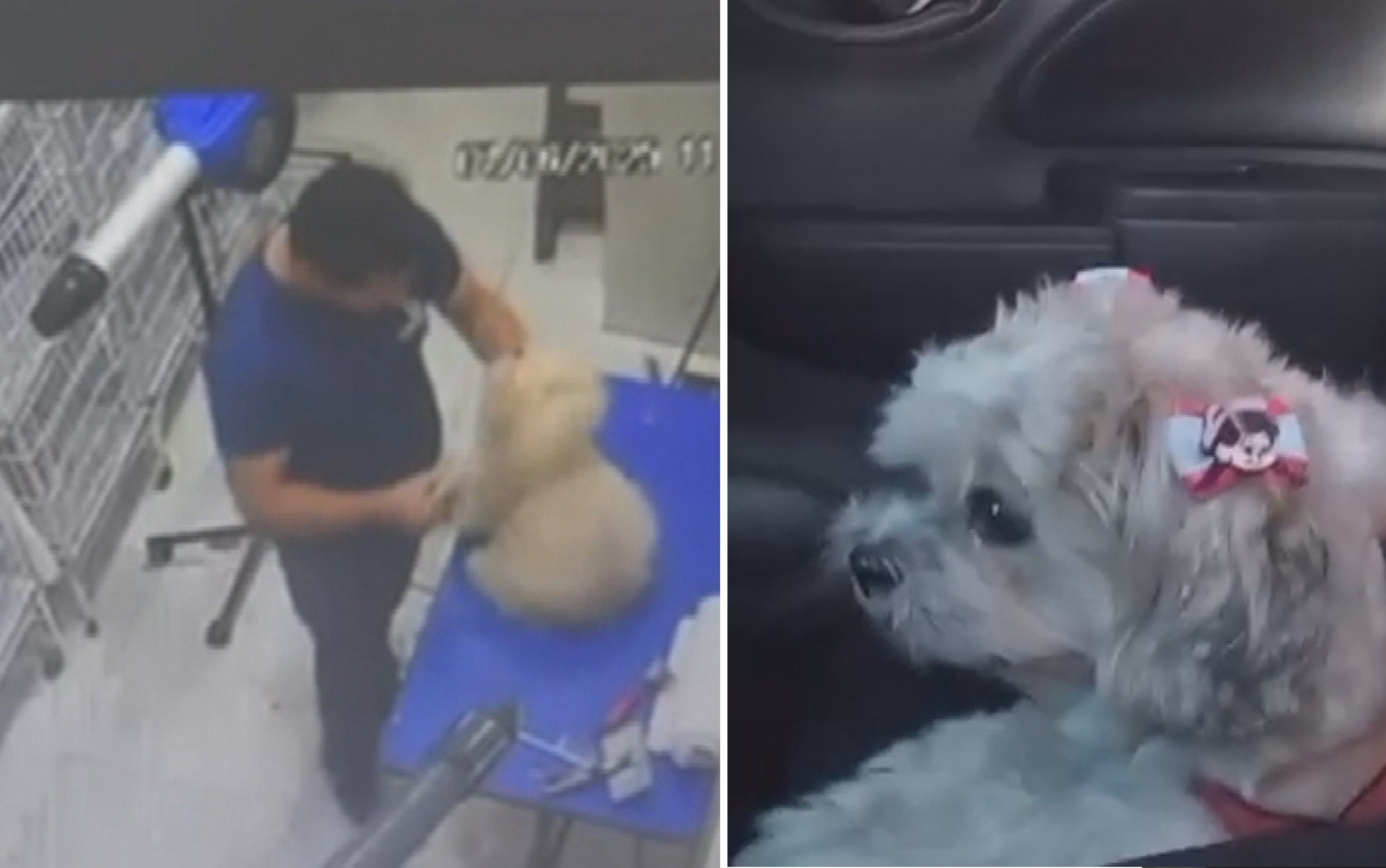 Novas imagens mostram tosador agredindo outra cadela com socos em petshop