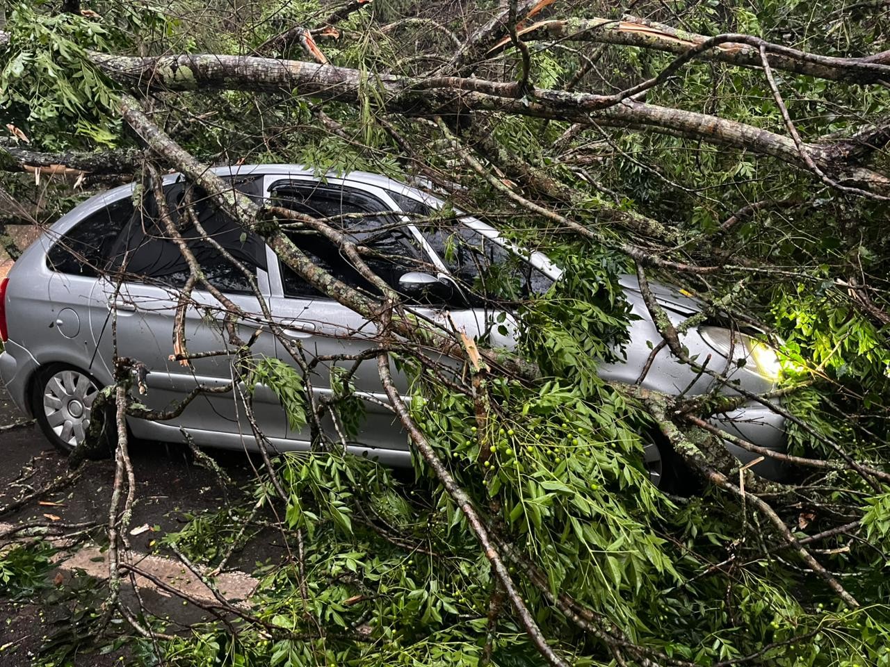 Árvore cai sobre carro e interdita a rodovia SP-50, em São José dos Campos