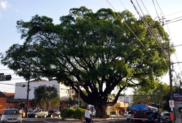 Saiba quais cuidados tomar para evitar acidentes com árvores