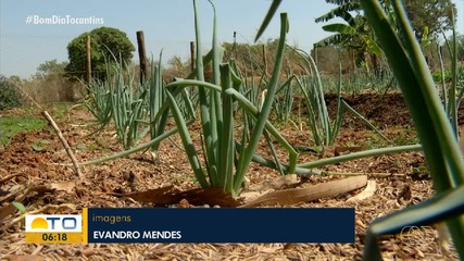Estudantes aprendem sobre técnicas de cultivo sustentáveis em Porto Nacional