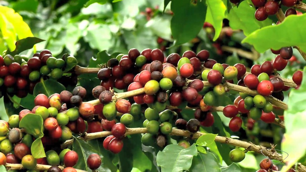 Estudo do Incpaer para testar novas variedades do café é feito em 17 propriedades no Espírito Santo — Foto: Reprodução/TV Gazeta