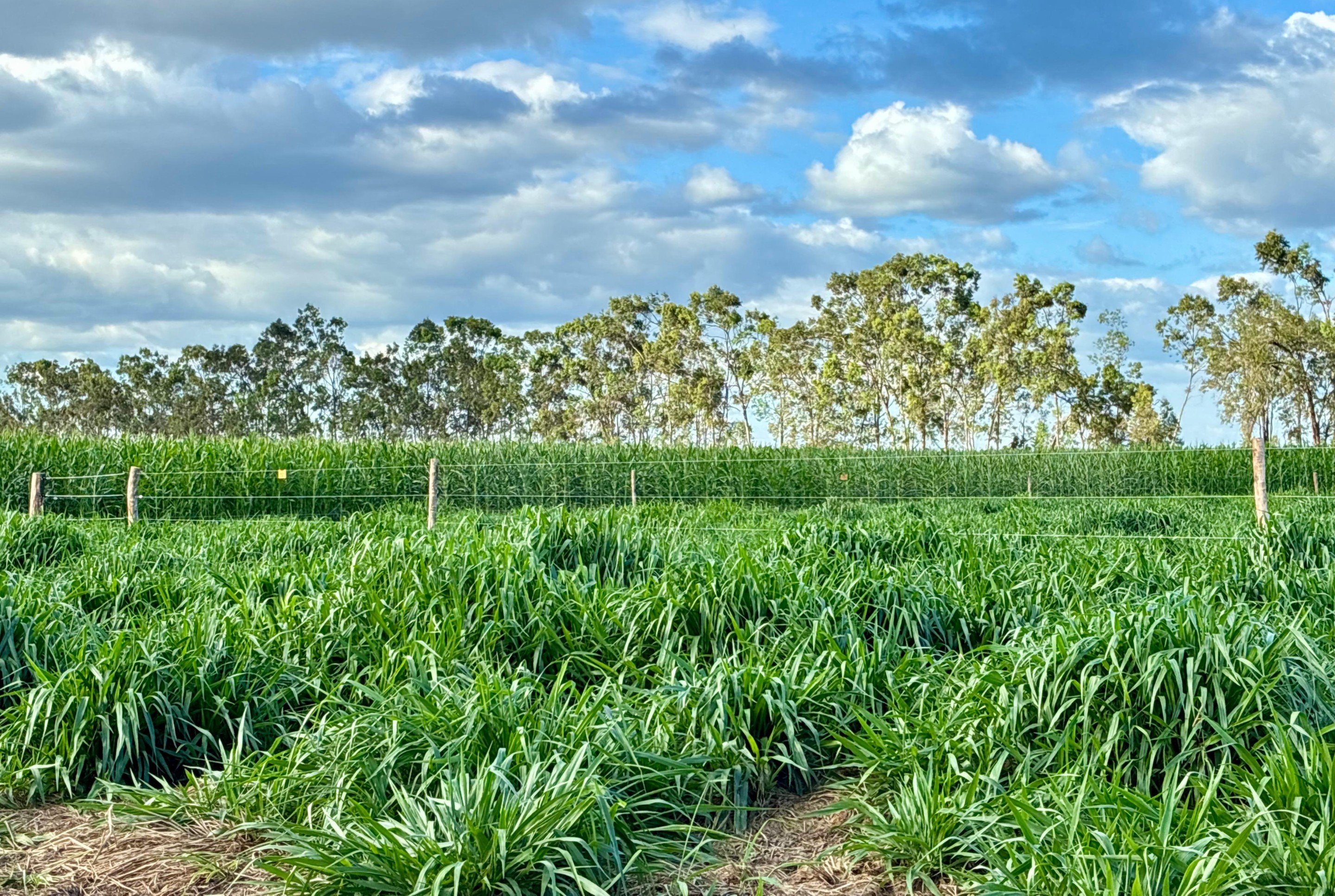 AgroBV 2026 prepara campo experimental de 22 hectares na zona rural de Boa Vista