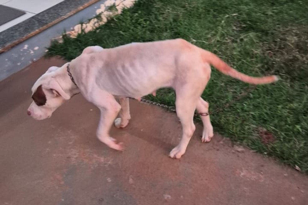 Cadela foi resgatada e encaminhada para cuidados veterinários, em Narandiba (SP) — Foto: Cedida