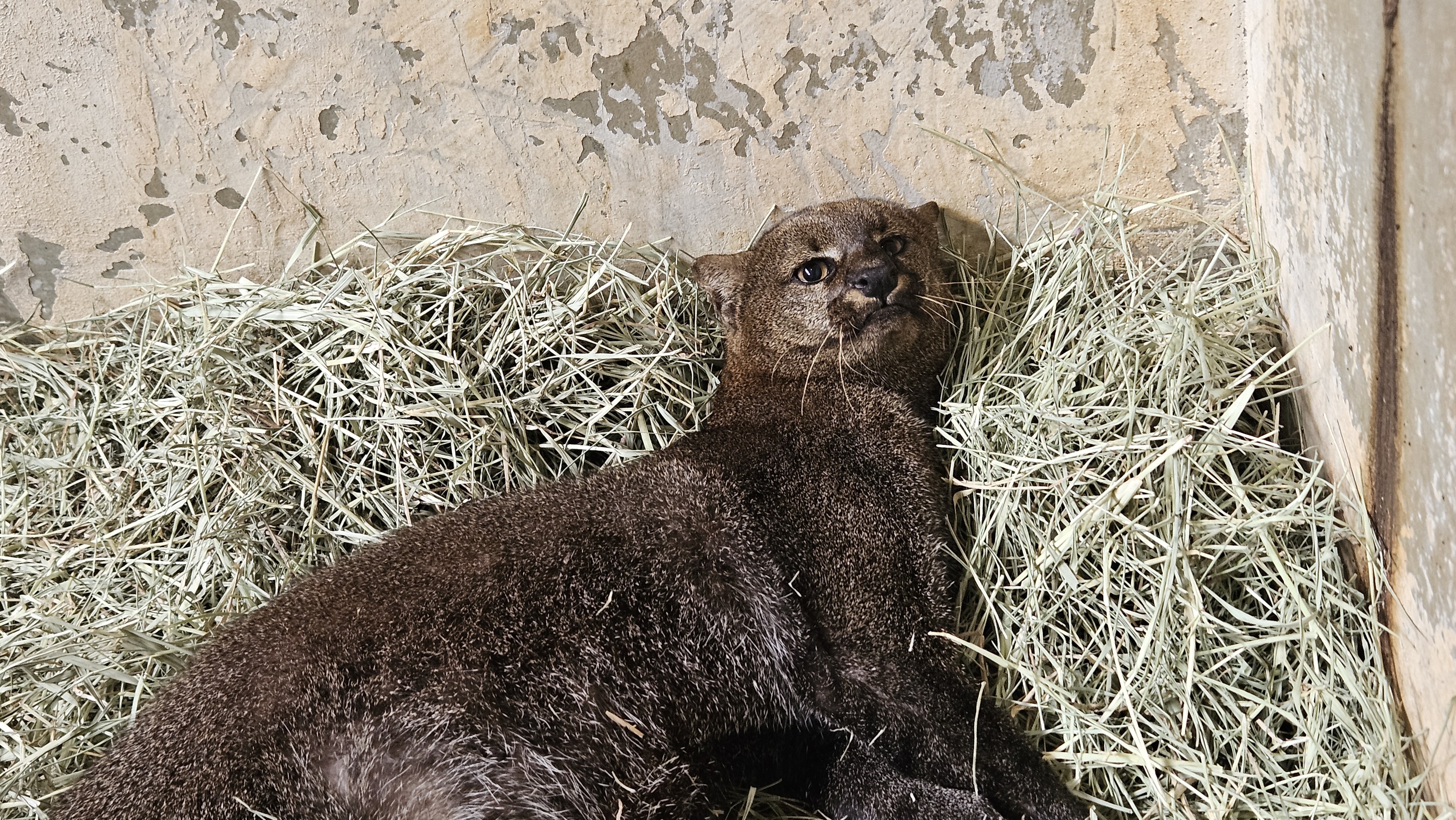 Três filhotes de gato-mourisco nascem no Hospital Veterinário de Uberaba; veja o vídeo