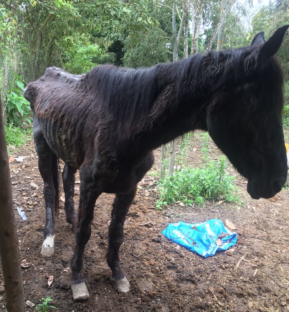 Desnutrido, cavalo é encontrado amarrado em mata do bairro Poço Fundo