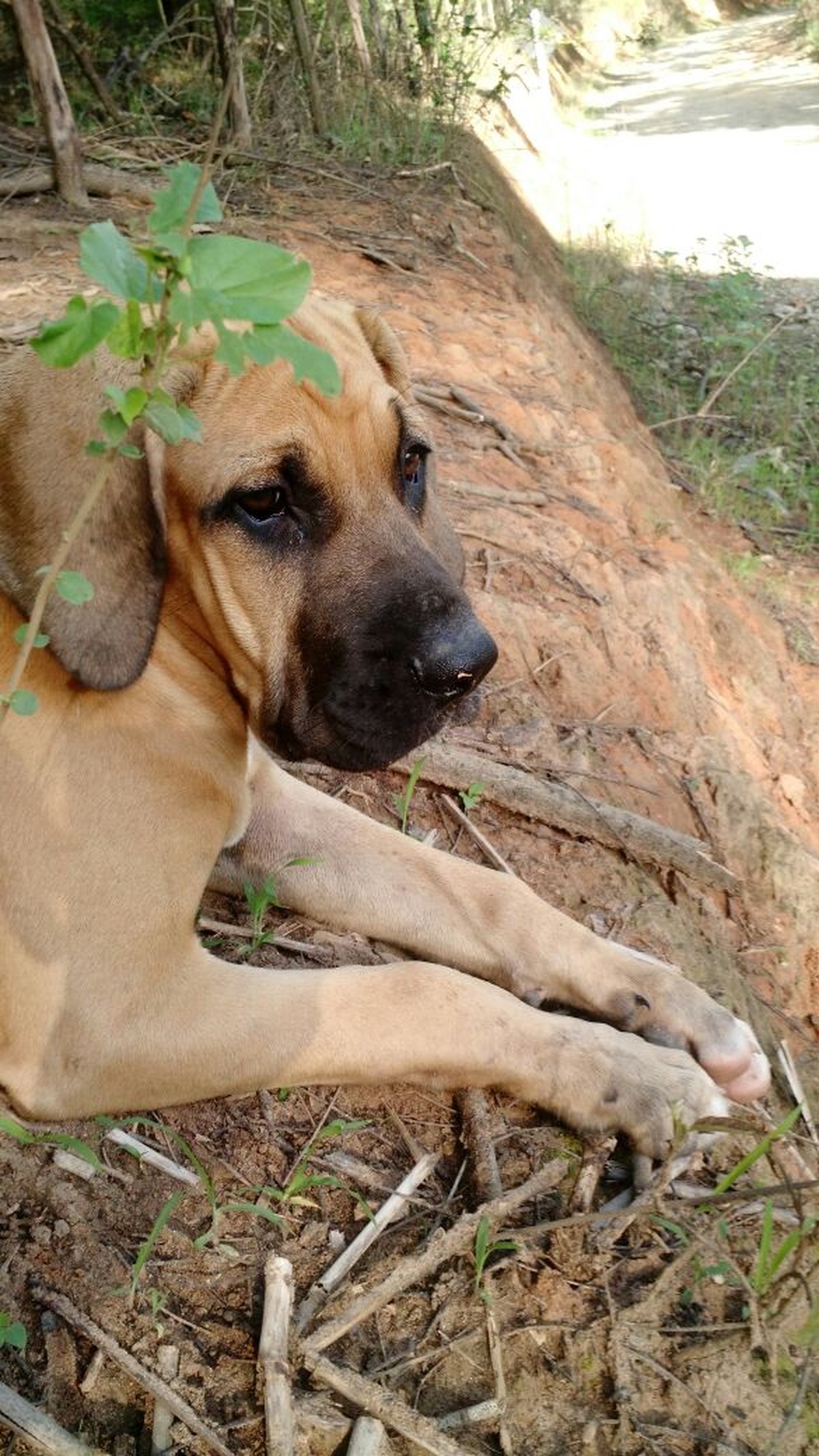 Raças de Cães do Mundo Inteiro: Fila Brasileiro