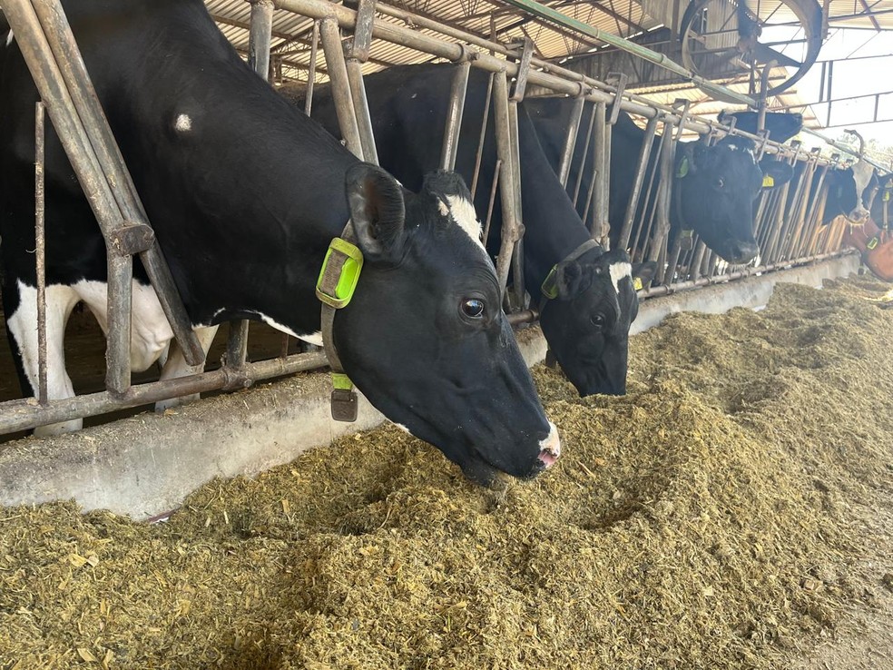 Vacas monitoradas por IA viram garantia de empréstimos em operação inédita no Brasil — Foto: Divulgação / Cowmed