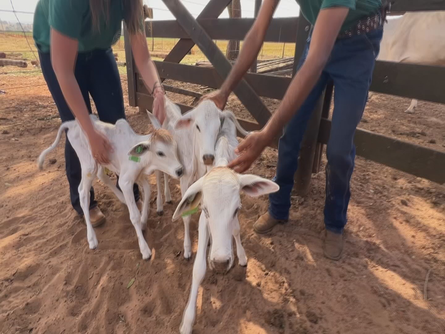 Vaca nelore dá à luz a quatro bezerros de uma só vez