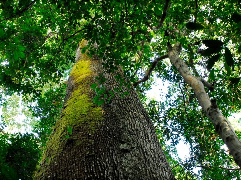 Banhado pelo Rio Cristalino, parque estadual no norte de Mato Grosso é um dos principais redutos protegidos de biodiversidade da Amazônia. — Foto: Marcos Vergueiro / Secom-MT