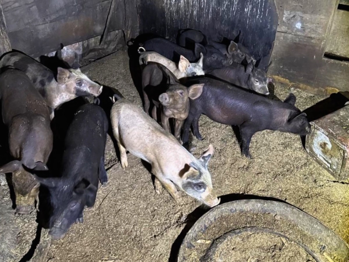 'Carniça': Mau cheiro e barulho de abatedouro clandestino incomodam no interior de SP 