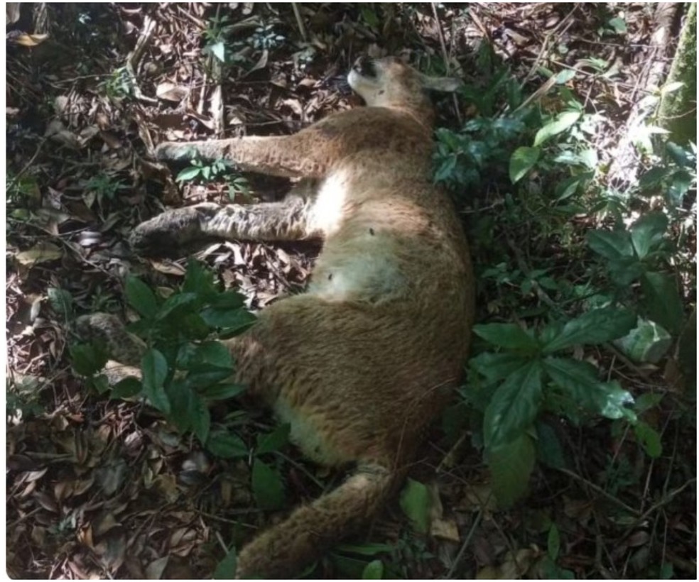 Onça-parda encontrada morta na Cantareira — Foto: Arquivo pessoal