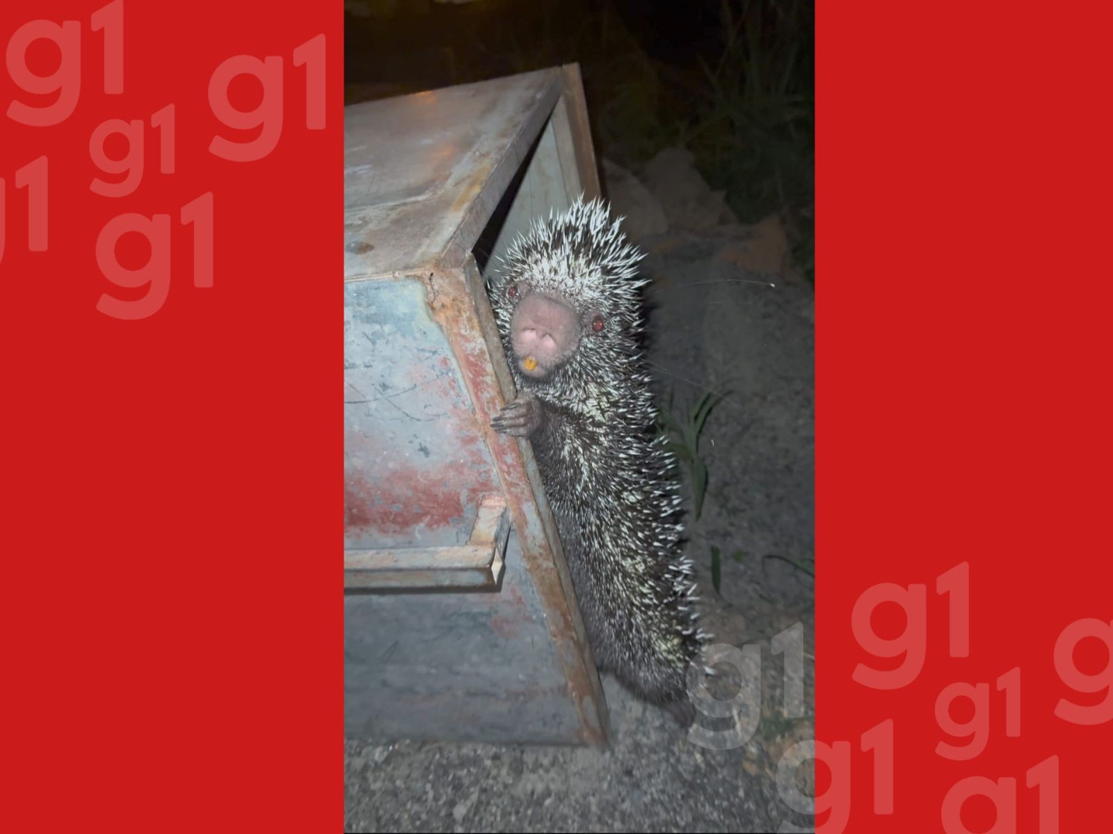 Moradora chama os bombeiros após encontrar porco-espinho no muro de casa no Acre; VÍDEO