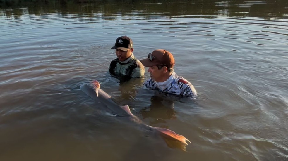 Gigante do Araguaia: piraíba surpreende ciência com jornada de 890 km — Foto: Projeto Peixara