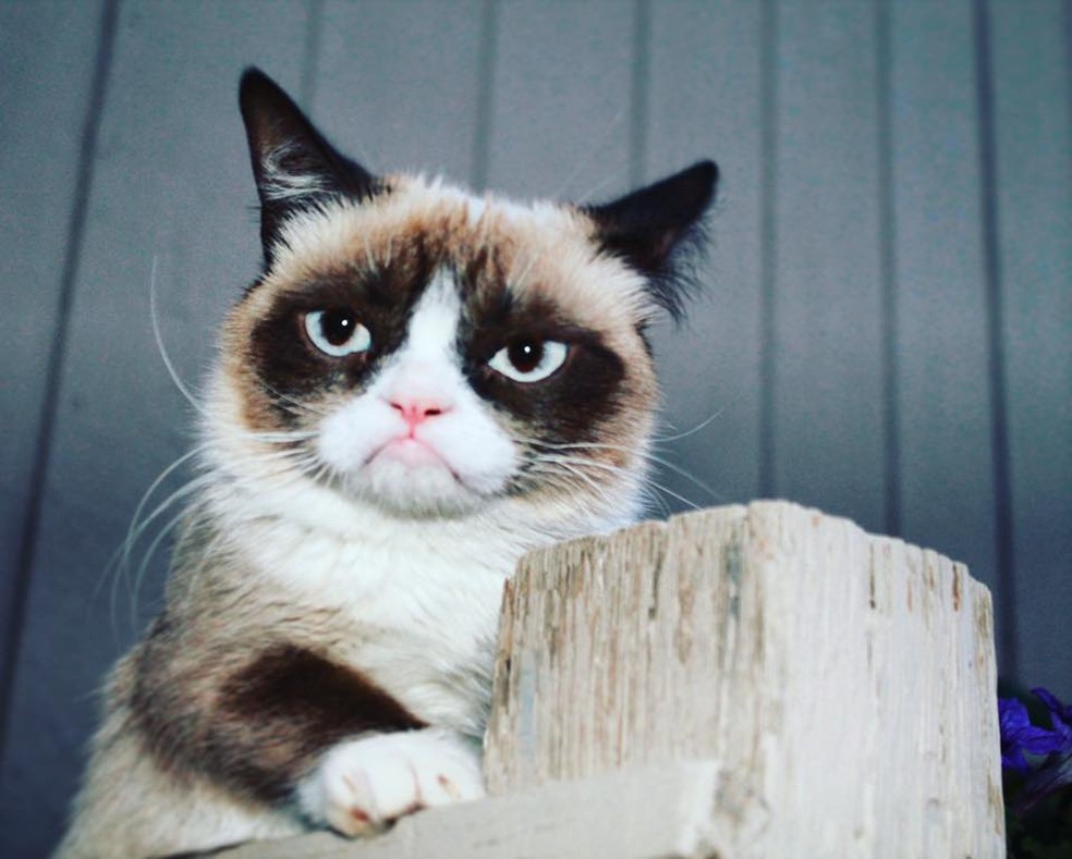 Grumpy Cat – Wikipédia, a enciclopédia livre