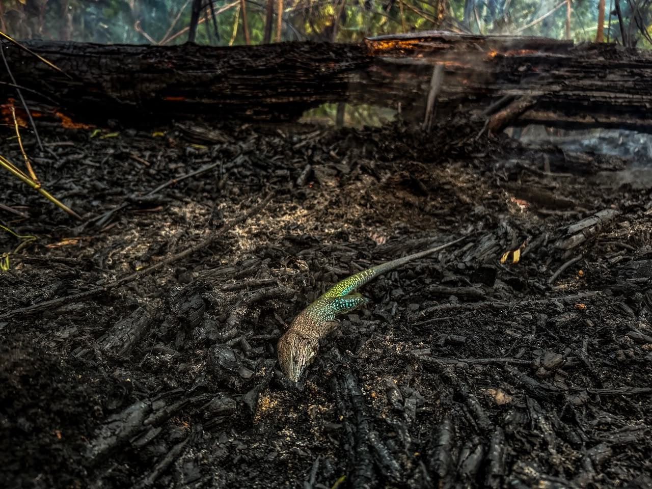 Comunidade Canaçari, em Itacoatiara, queima há 20 dias de incêndio
