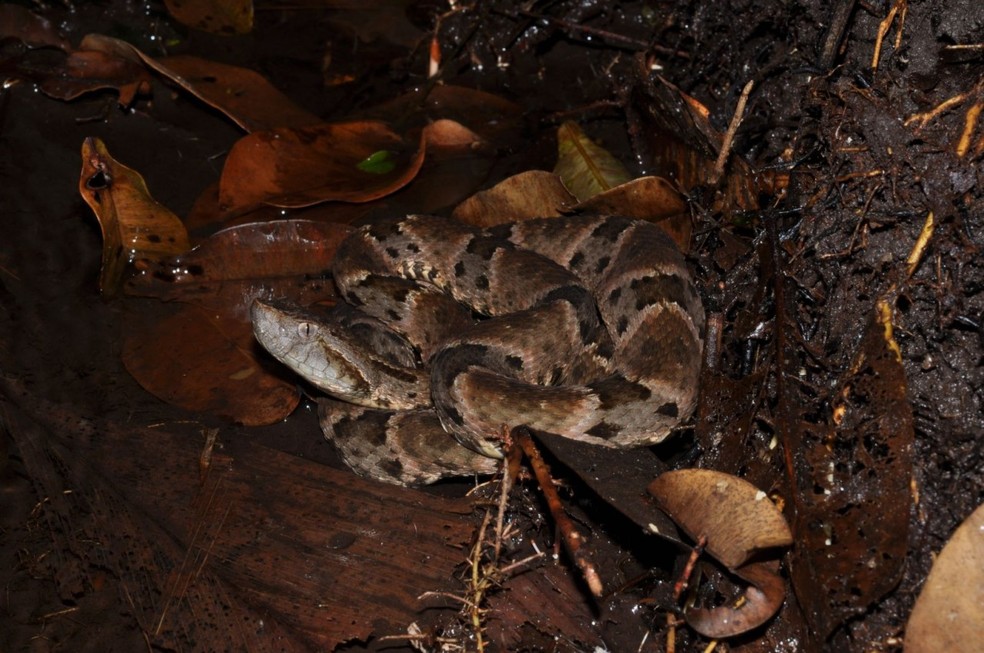 Jarara-do-norte, jararaca-da-amazônia — Foto: Alexandre Almeida