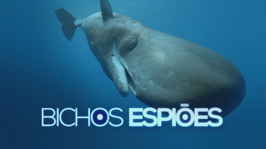 'Bichos Espiões': robô se camufla em cardume com centenas de tubarões-martelo em cruzada pelo Pacífico - Programa: Fantástico 