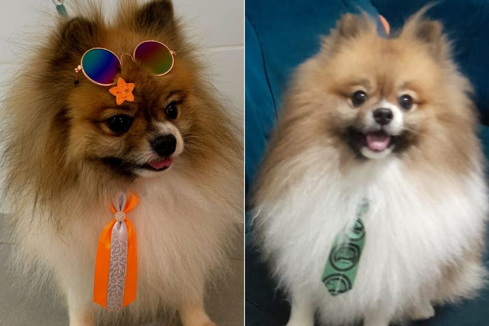 Cachorro está desaparecido há mais de dez dias em Santos (SP) — Foto: Arquivo pessoal