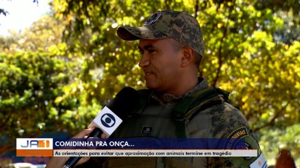 Saiba como agir ao encontrar animais silvestres para evitar acidentes