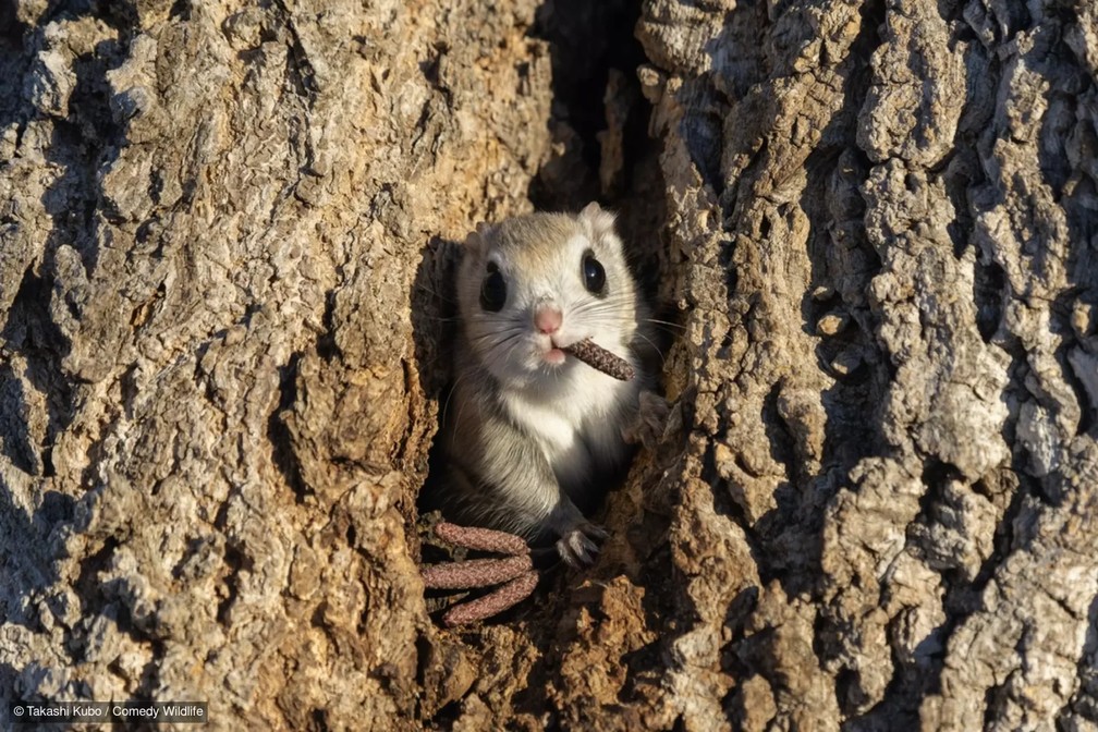 Esquilo voador com um 'cigarro' na boca. — Foto: Takashi Kudo/Comedy Wildlife