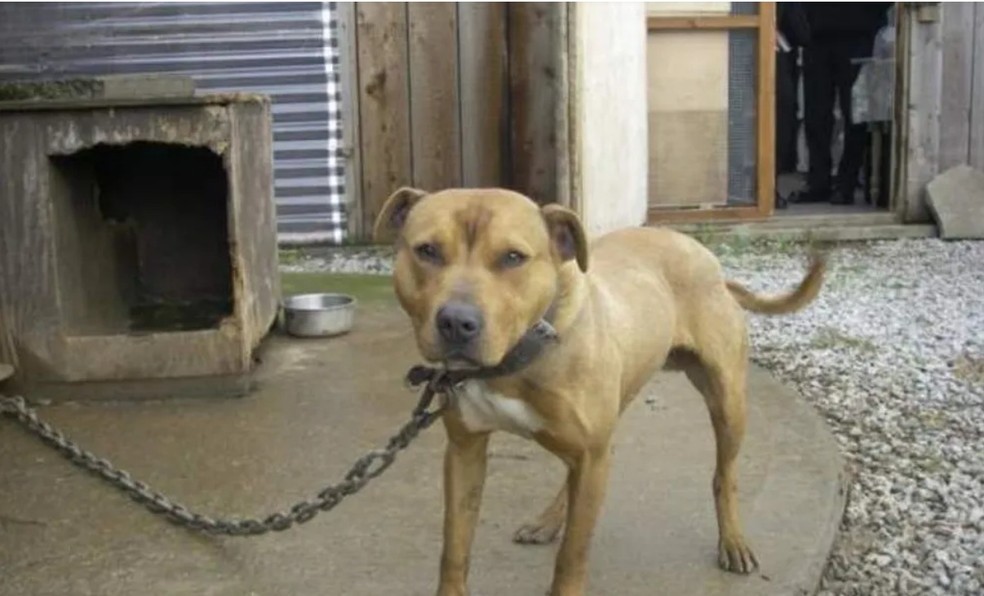 Cachorro mantido preso com corrente para impedir ataque a outras pessoas. — Foto: g1