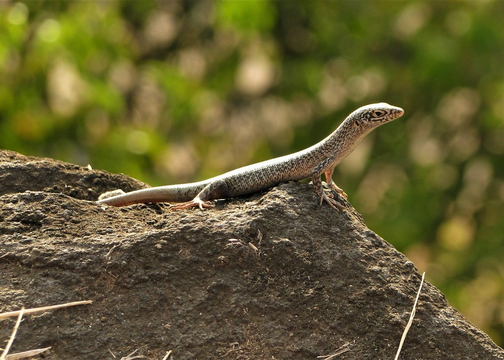 Mabuia: o lagarto exclusivo de Fernando de Noronha