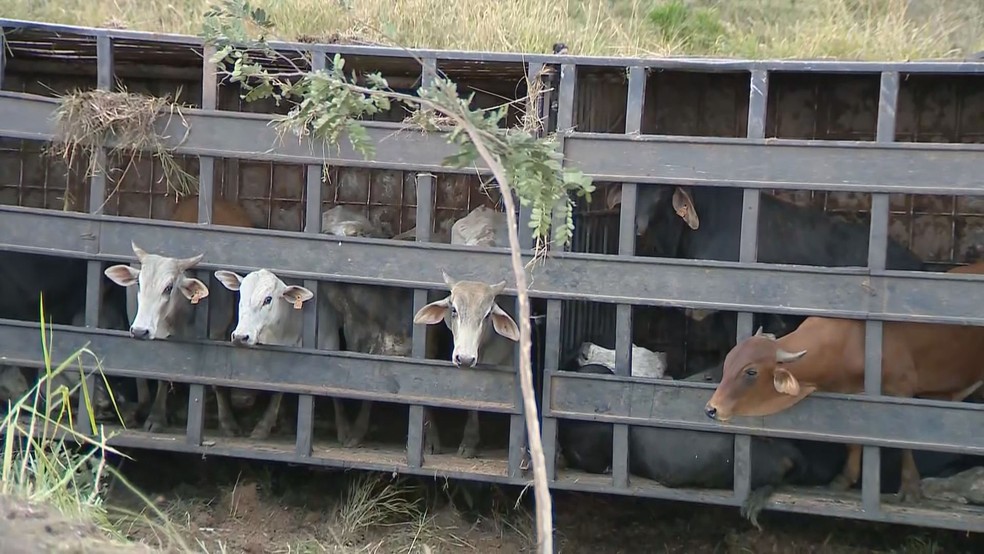 Mais de 40 bois foram resgatados após carreta tombar na BR-040, em Juiz de Fora — Foto: Humberto Campos/TV Integração