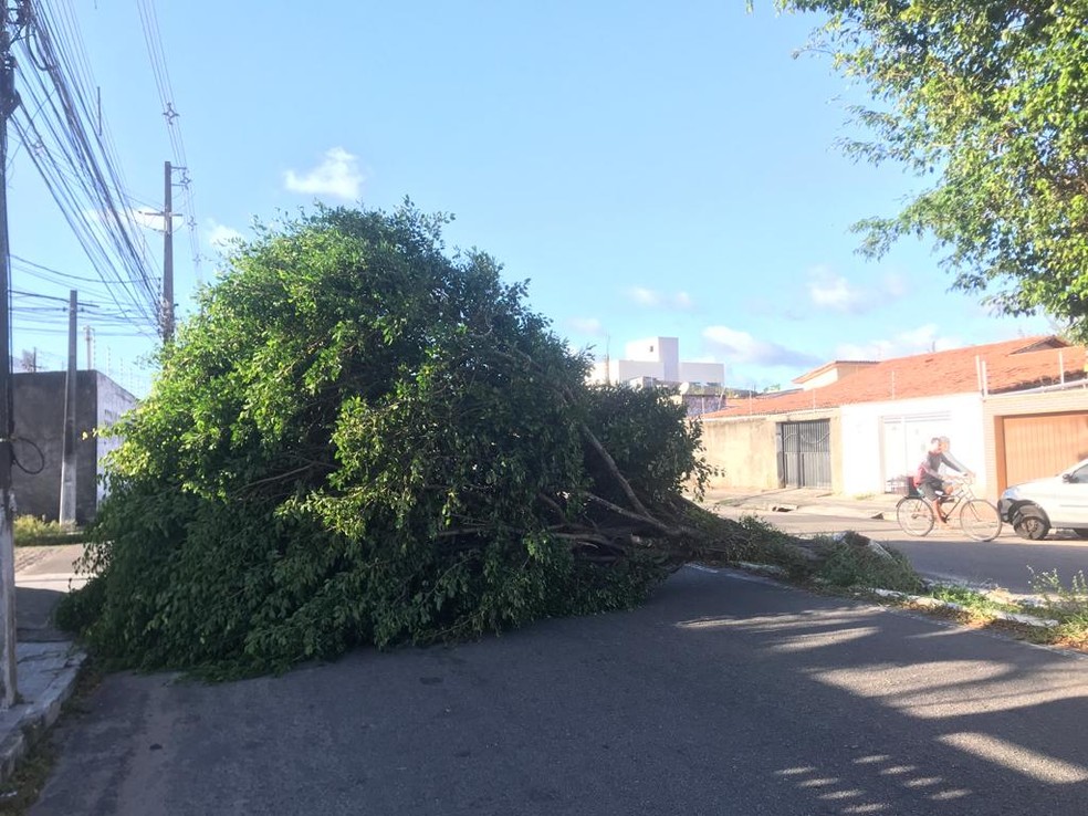 Árvore caiu em avenida de Natal nesta terça; moradores acredita que vento influenciou no incidente — Foto: Anselmo Ferreira/Inter TV Cabugi