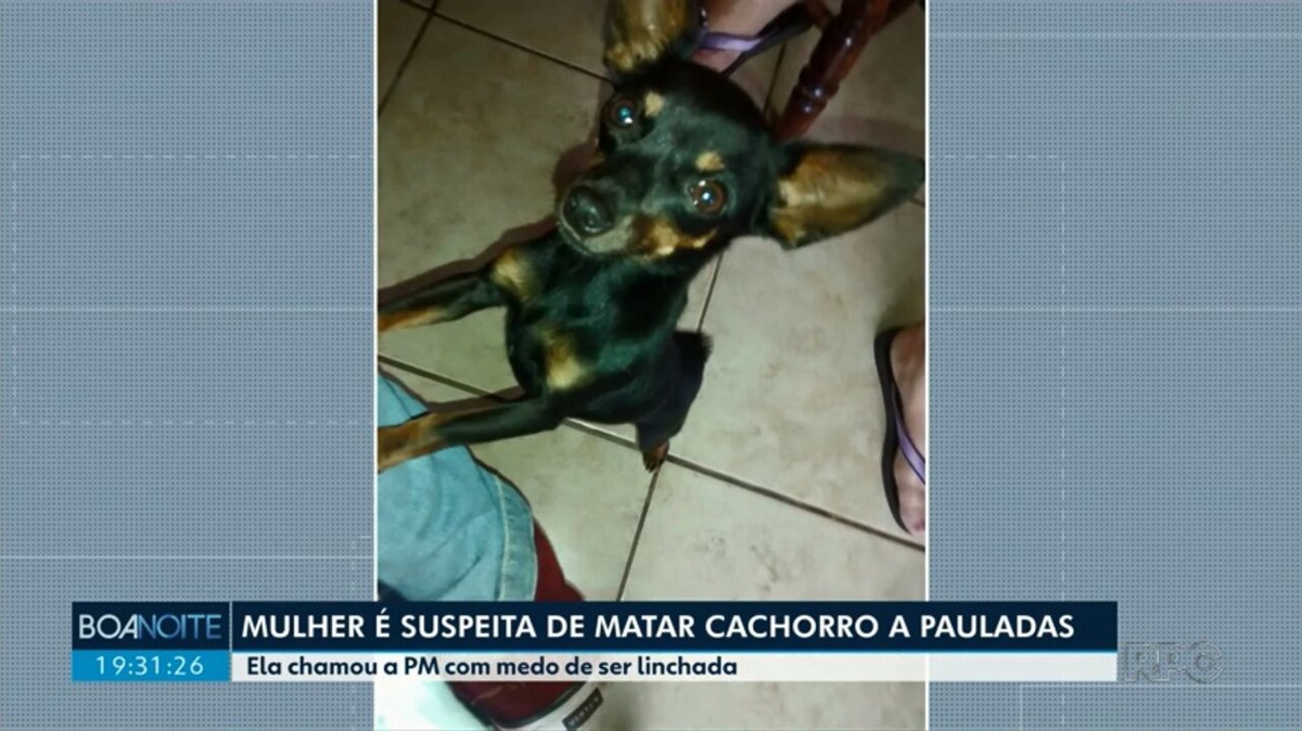 Cachorro é morto a pauladas em Maringá