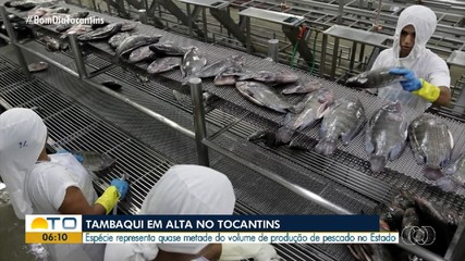 Tambaqui lidera produção de pescado no Tocantins