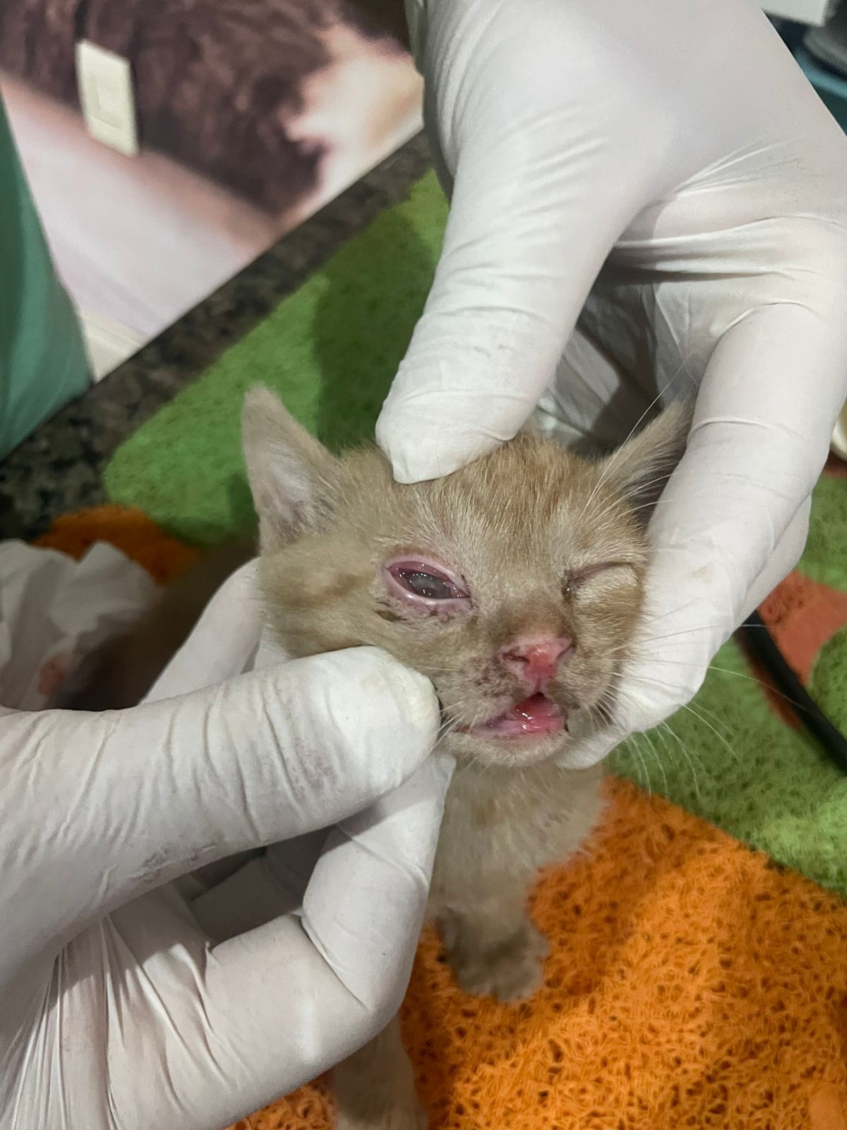 Mulher é presa por invadir casa e arremessar filhote de gato contra mureta em MG