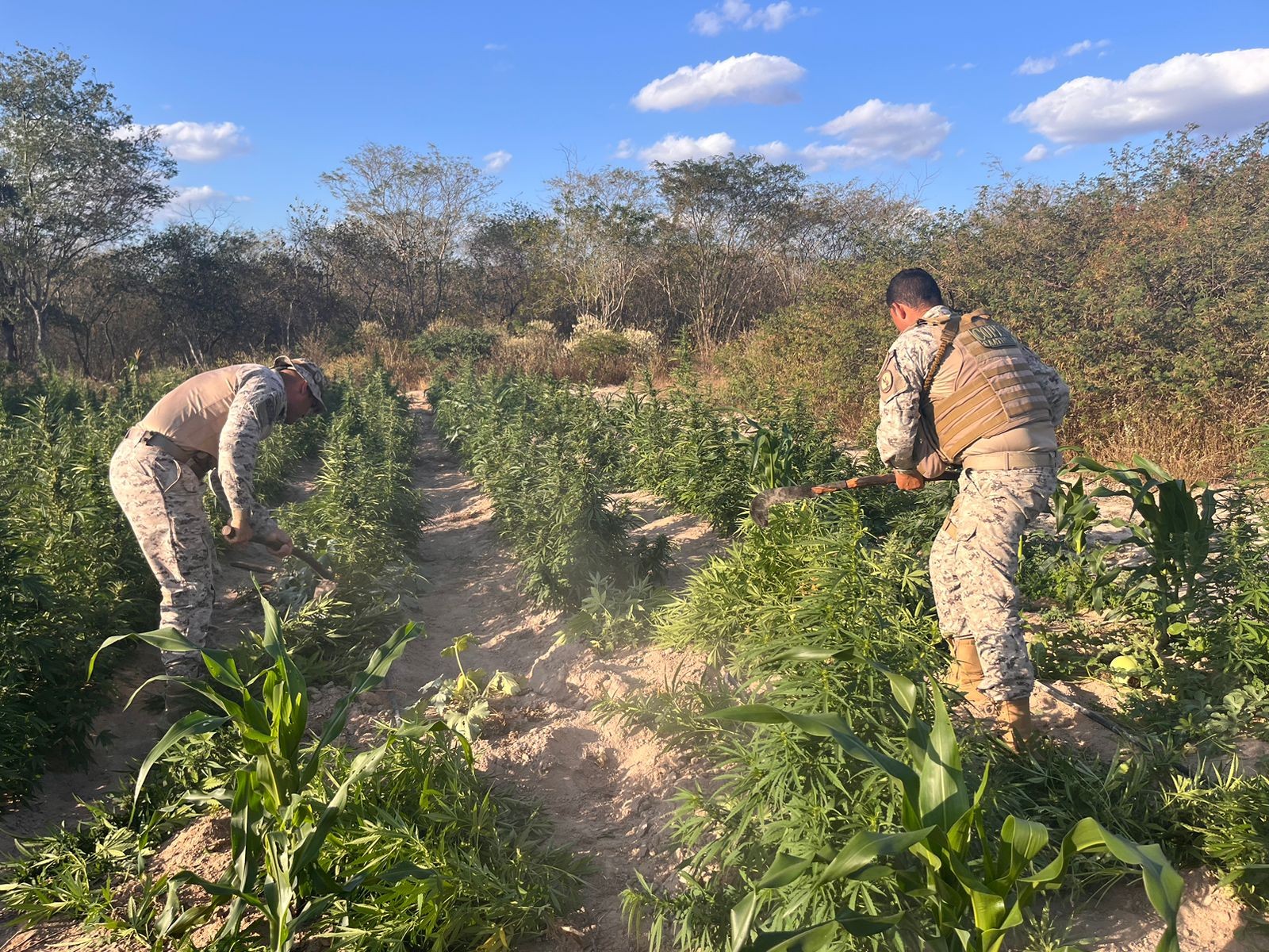 Polícia descobre plantação sofisticada de maconha que pode ter sido geneticamente modificada em Alagoas