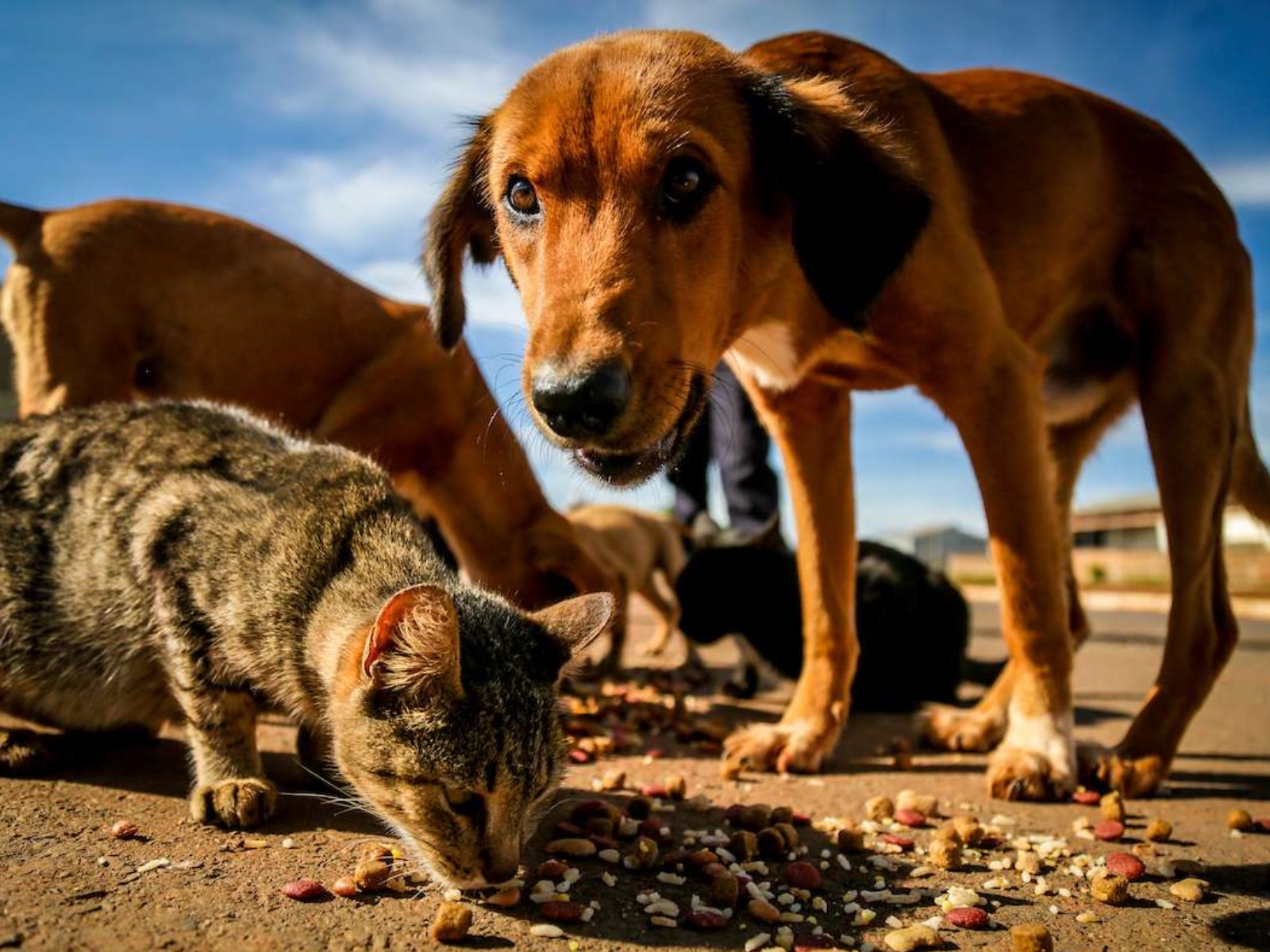 Projeto de lei que garante água e comida para animais de rua é aprovado no Acre