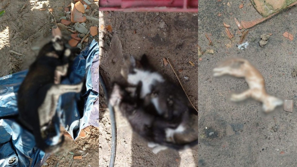Mais de 25 animais são encontrados mortos com suspeita de envenenamento no litoral do PI — Foto: Montagem g1