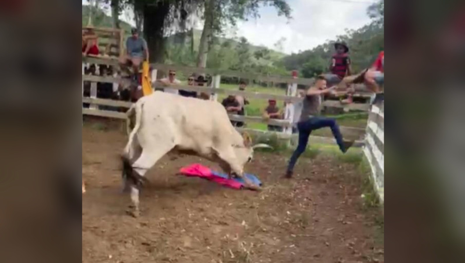 Prática que associa boi a figura do mal resulta em 40 indiciados por maus-tratos em SC 