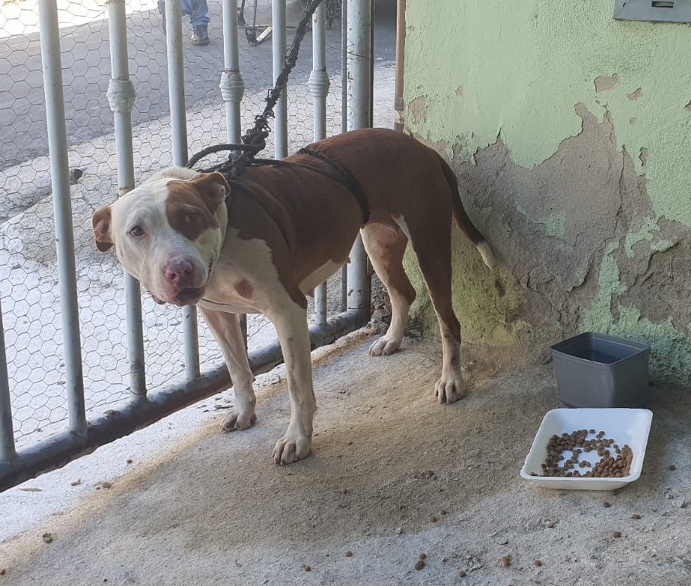 Pitbull que atacou cadela no Bairro Progresso, em Juiz de Fora — Foto: Marcus Pena/TV Integração
