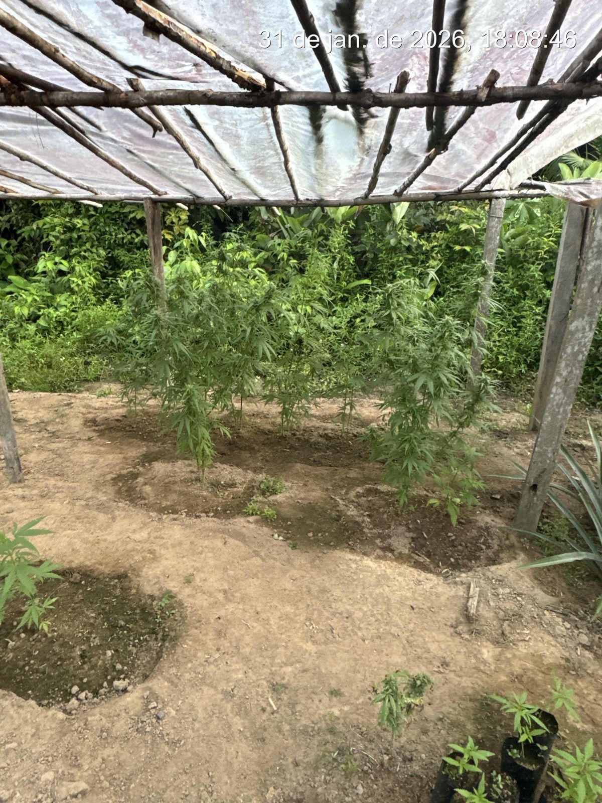 Idoso é preso com estufa de maconha e arma modificada em Rorainópolis, Sul de RR