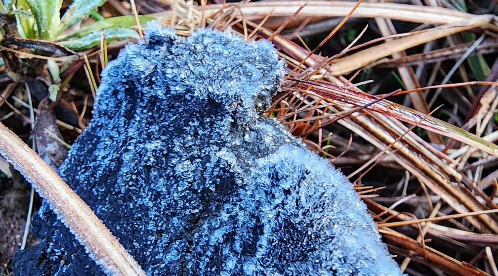 Detalhe da geada na vegetação em São Joaquim, na Serra de Santa Catarina  — Foto: Mycchel Legnagh/iSão Joaquim Online