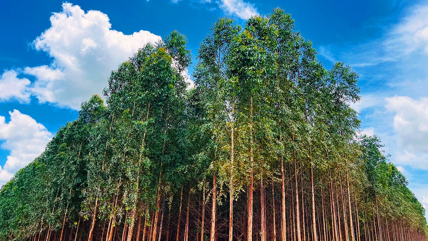 O verde que vale ouro: como o eucalipto movimenta a economia