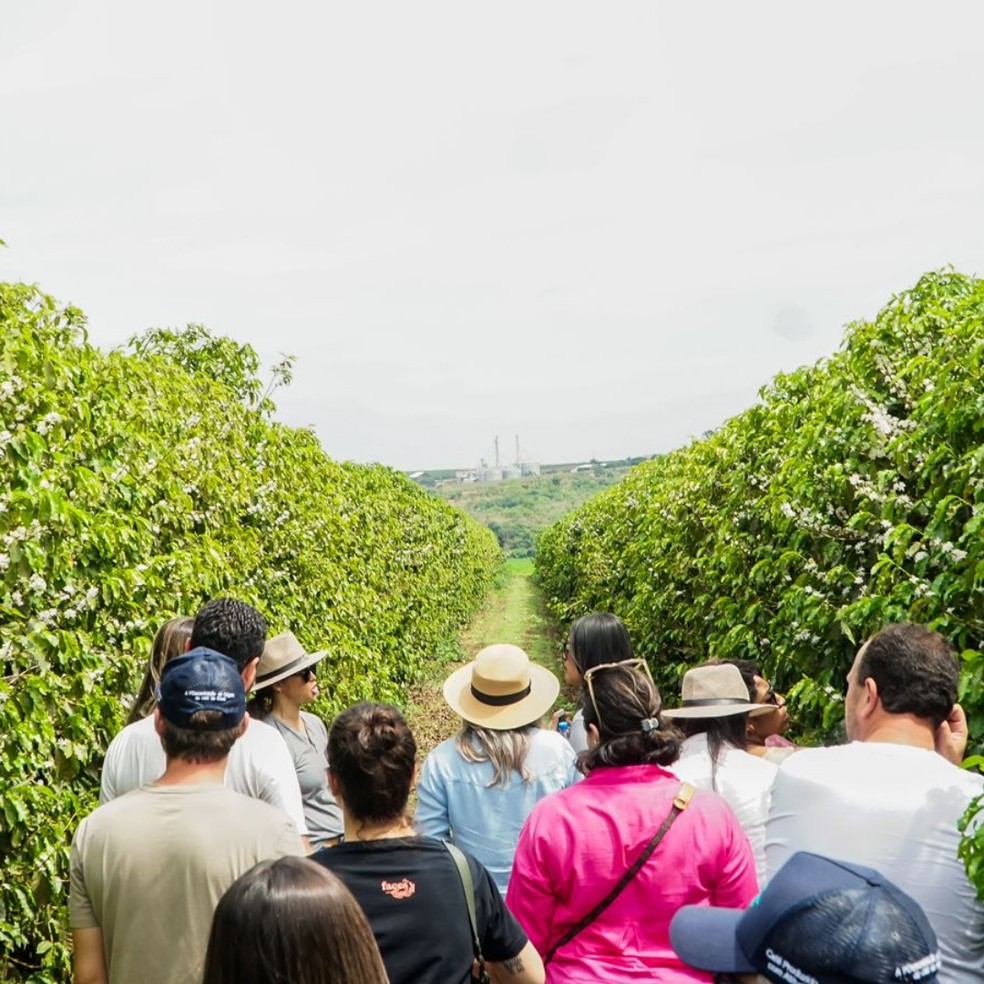 Foto de visita a um cafezal na cidade de Patrocínio — Foto: Banco de imagens do google